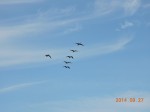 birds migrating at 31st beach Chicago