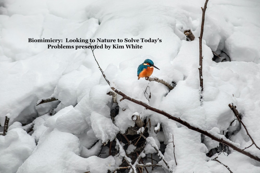 January 12, 2022  Biomimicry:  Looking to Nature to Solve Today’s Problems presented by Kim White