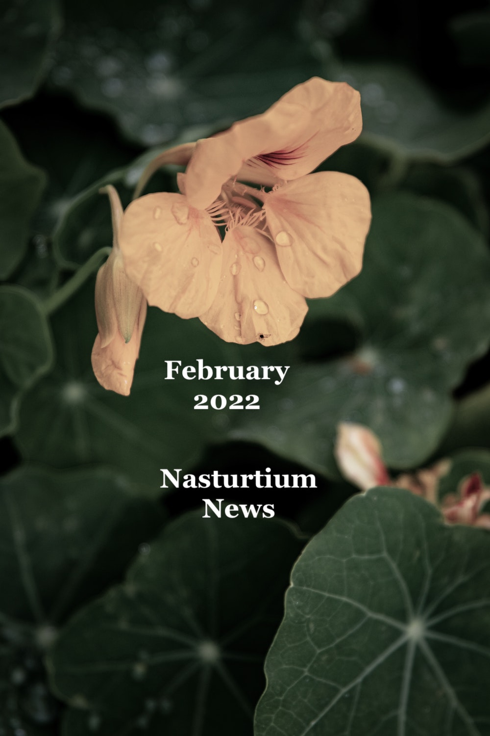 Nasturtium Notes, February 2022