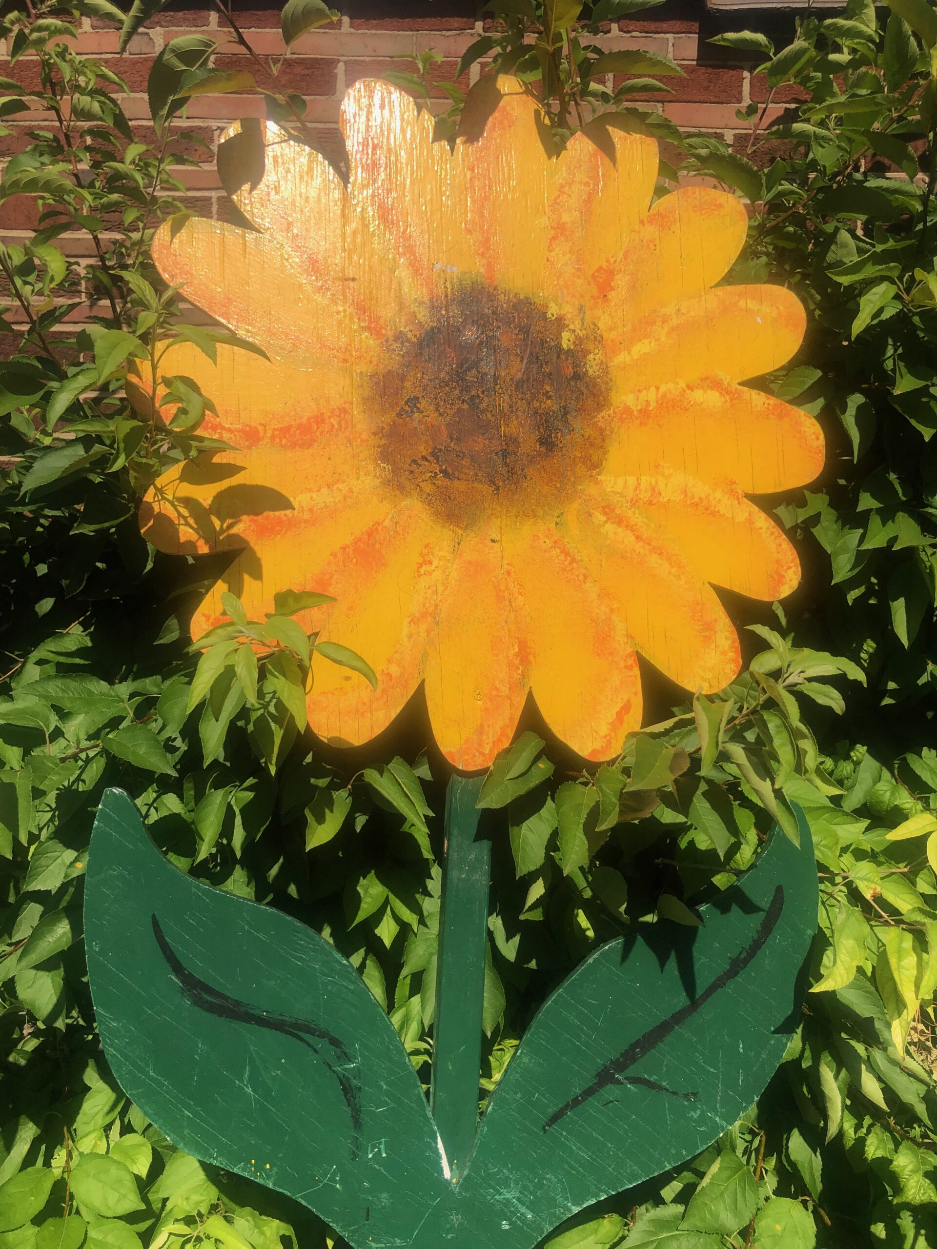 GC_GW_sunflower